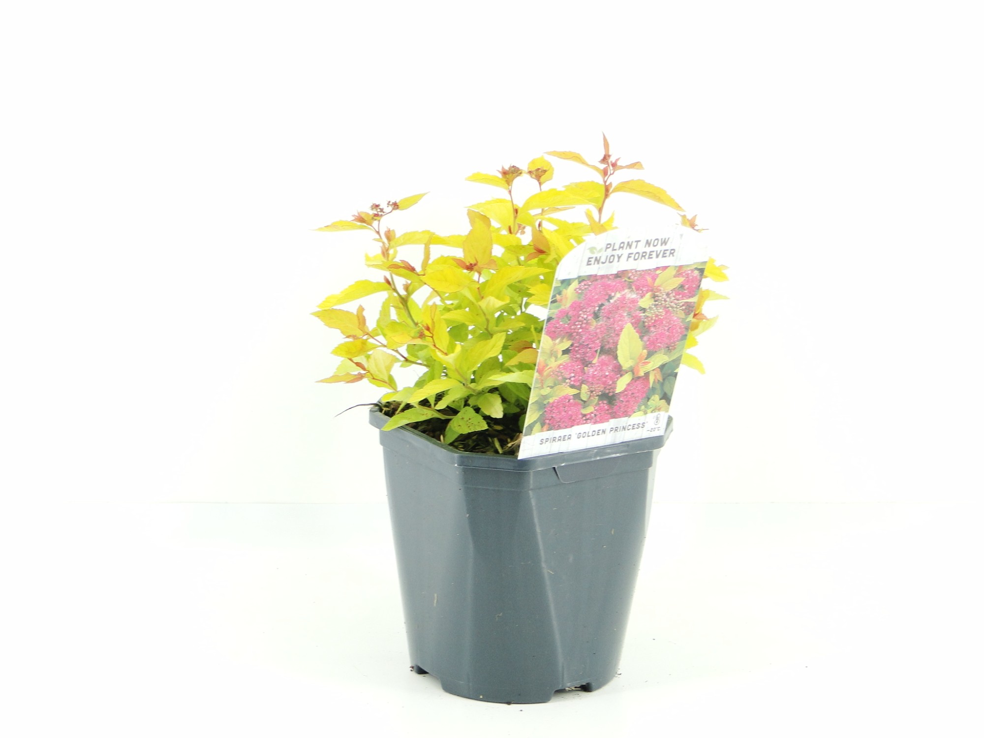 Picture of Spiraea jap. Golden Princess