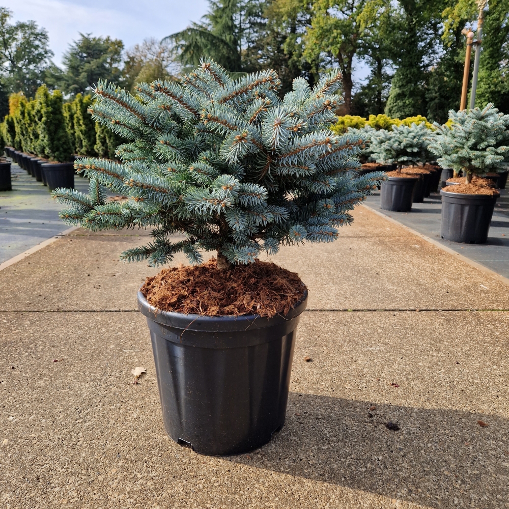 Picture of Picea pungens Glauca Globosa C18 40/50 (LOOSE)