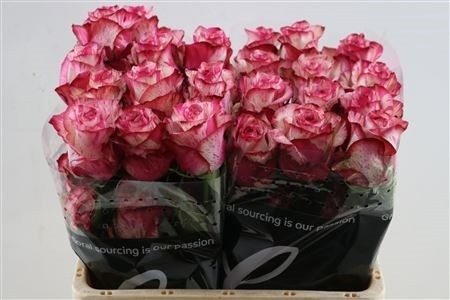 Rosa 50cm