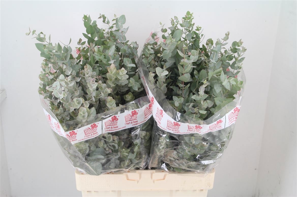 Euc Cinerea Per Bos