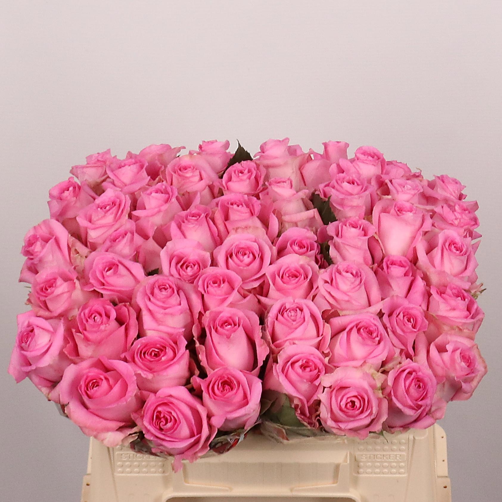 Rosa Revival 35cm