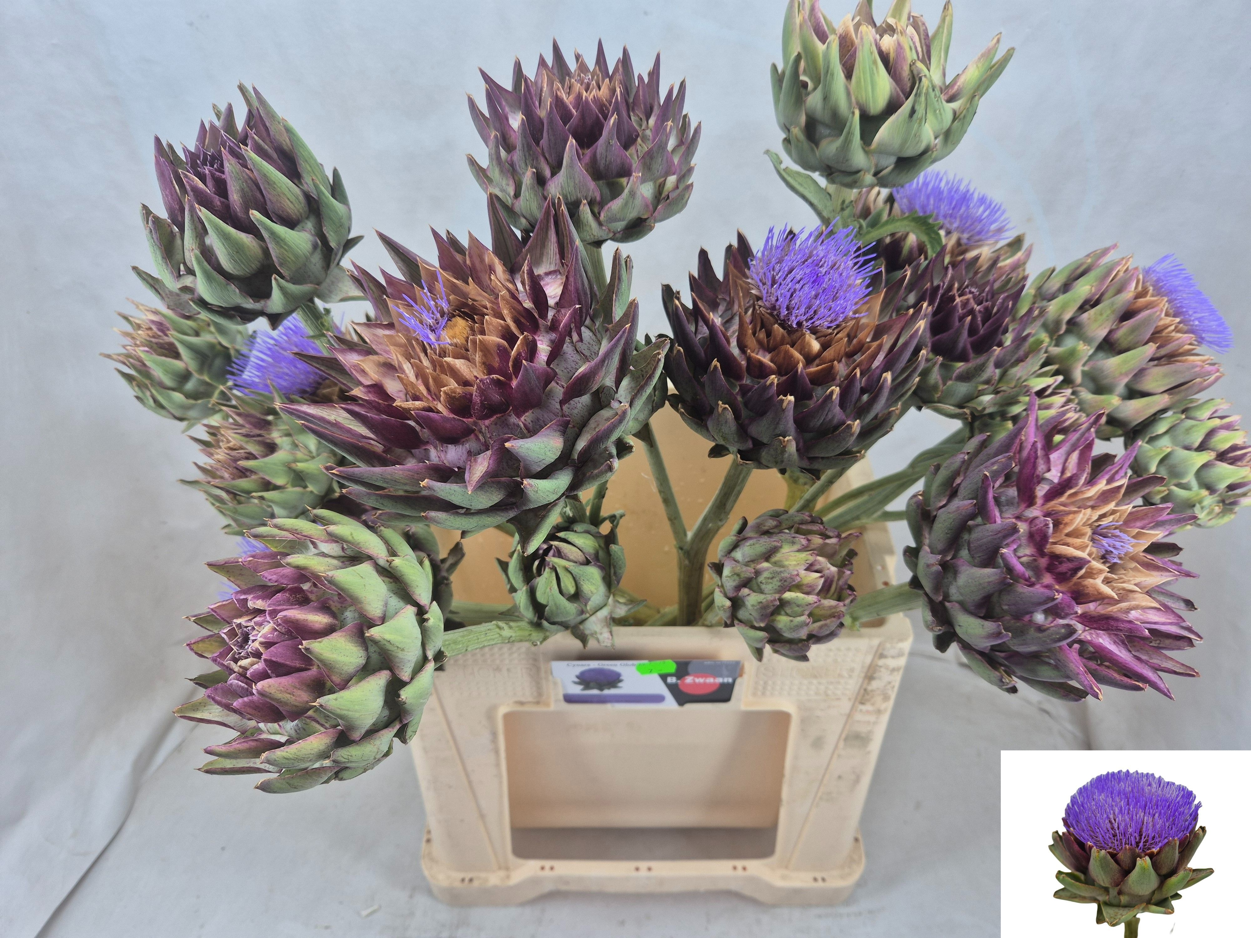 Cynara Sc Green Glob