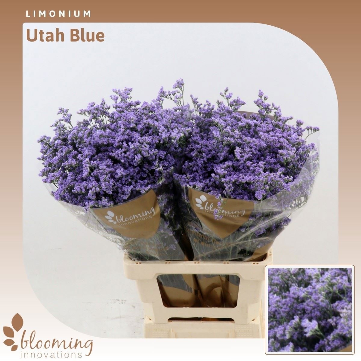 Lim Ov Utah Blue 70cm 25gram