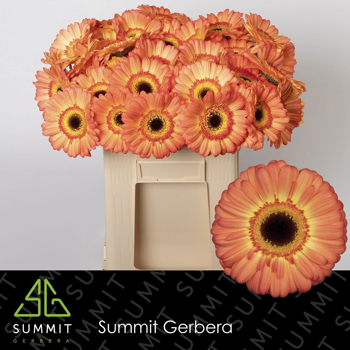Gerbera Dino 50cm 10Ø