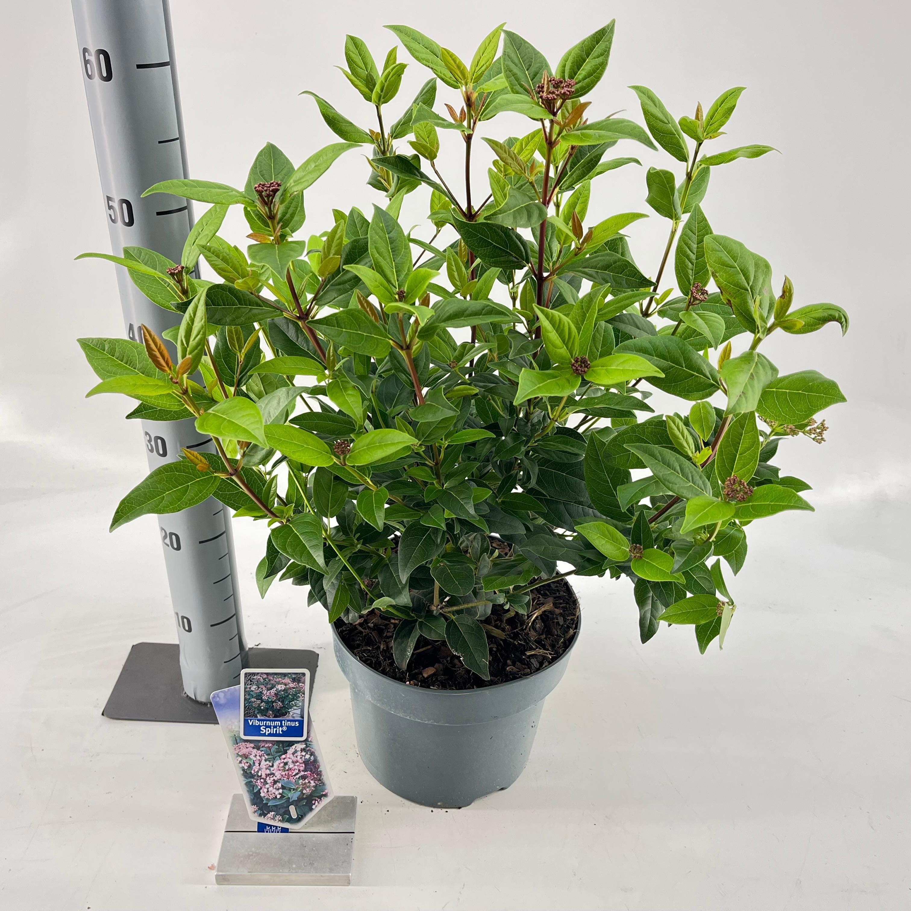 Picture of Viburnum tinus Spirit ('Anvi'PBR)