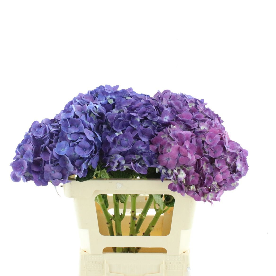 Hydrangea 60cm 24Ø