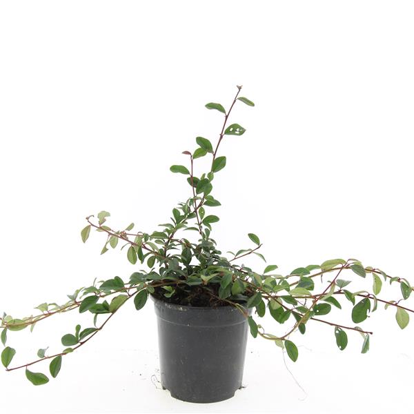 Picture of Cotoneaster dammeri P14