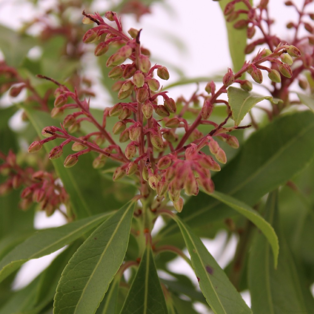 Picture of Pieris jap. 'Passion'