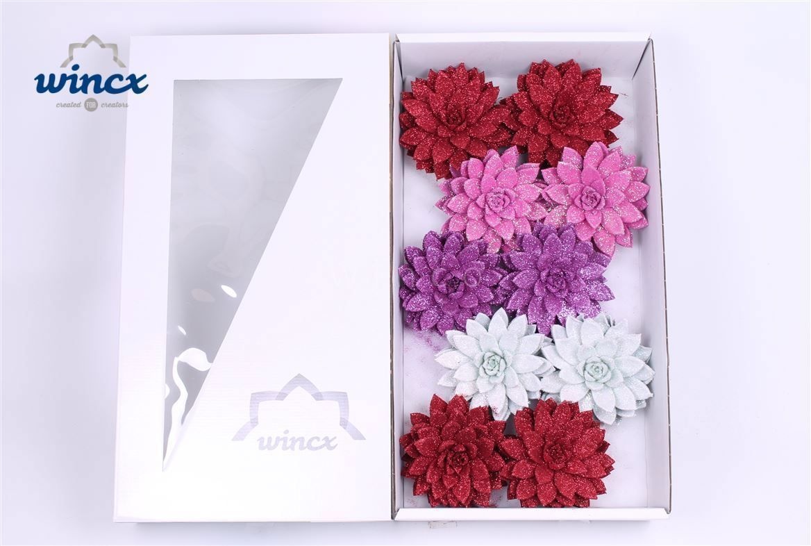 Echeveria Glitter Love Mix (wincx) Cutflower (bio)
