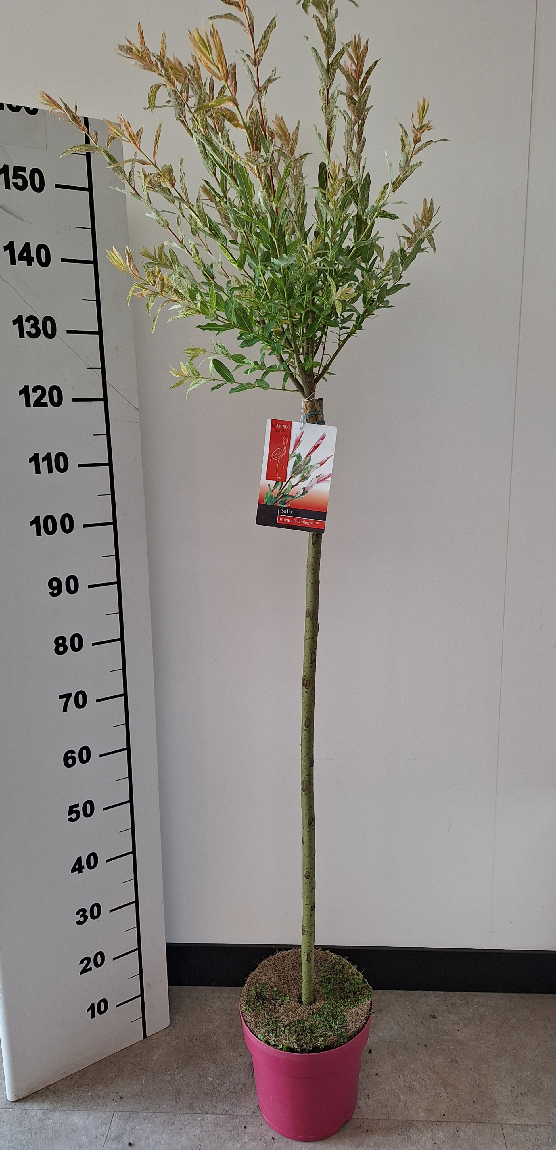 Picture of Salix Flamingo stam 100cm Pink pot