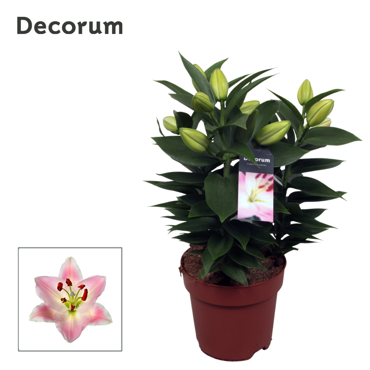 Picture of Lilium oriental Rascal Souvenir 3PP P17 45cm