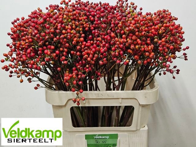 Rosa Mag Autum Glory 80cm