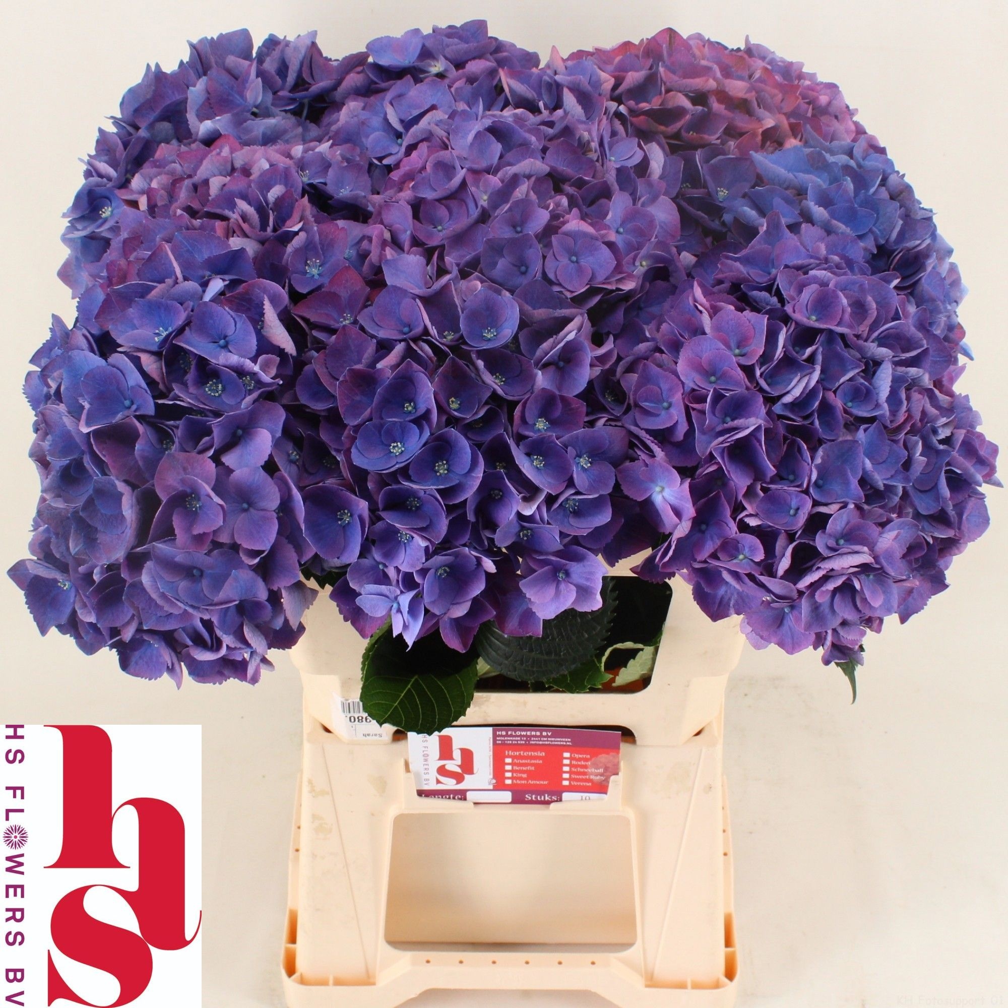 Hydrangea Royal Opera 60cm 19Ø