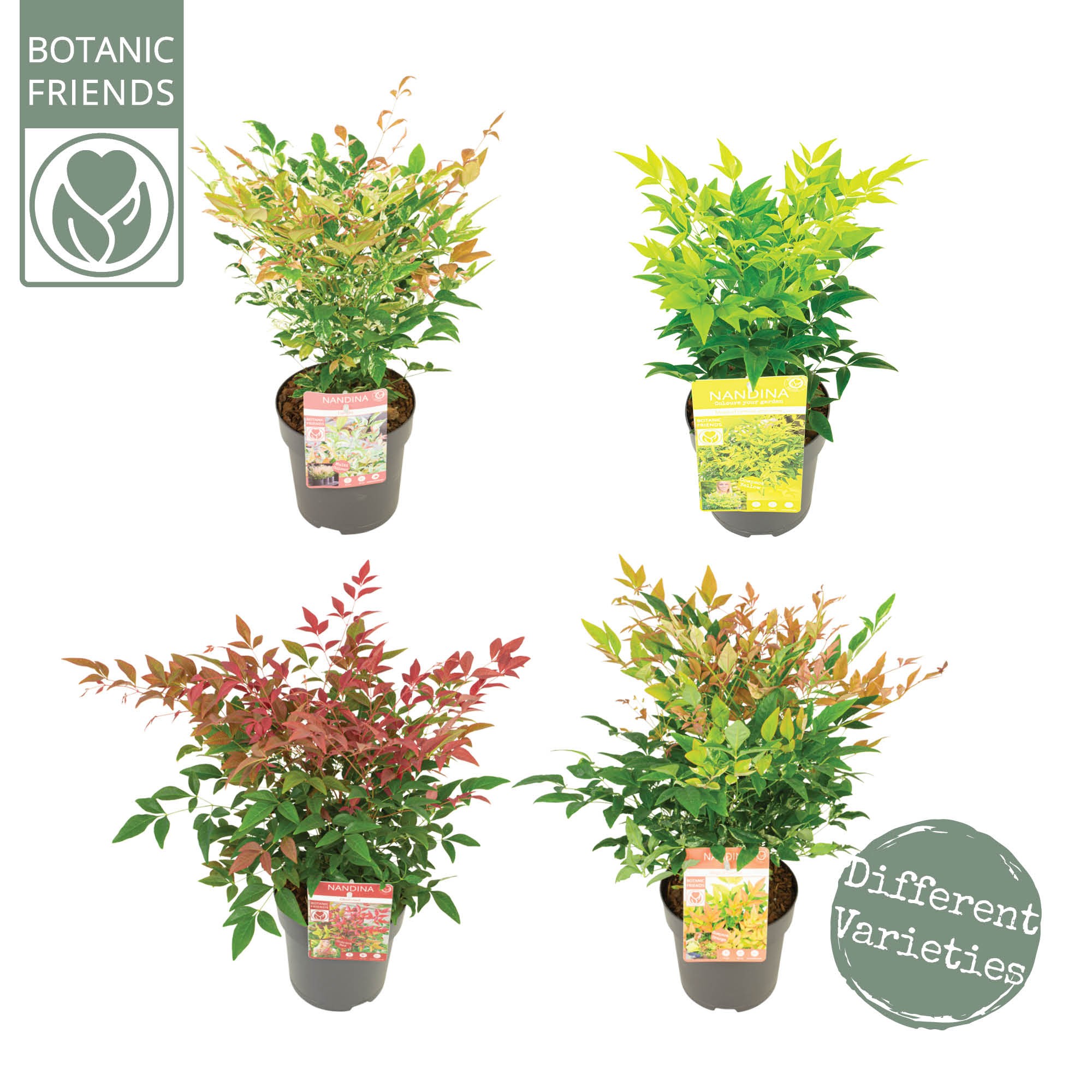 Nandina dom. 'Mix'