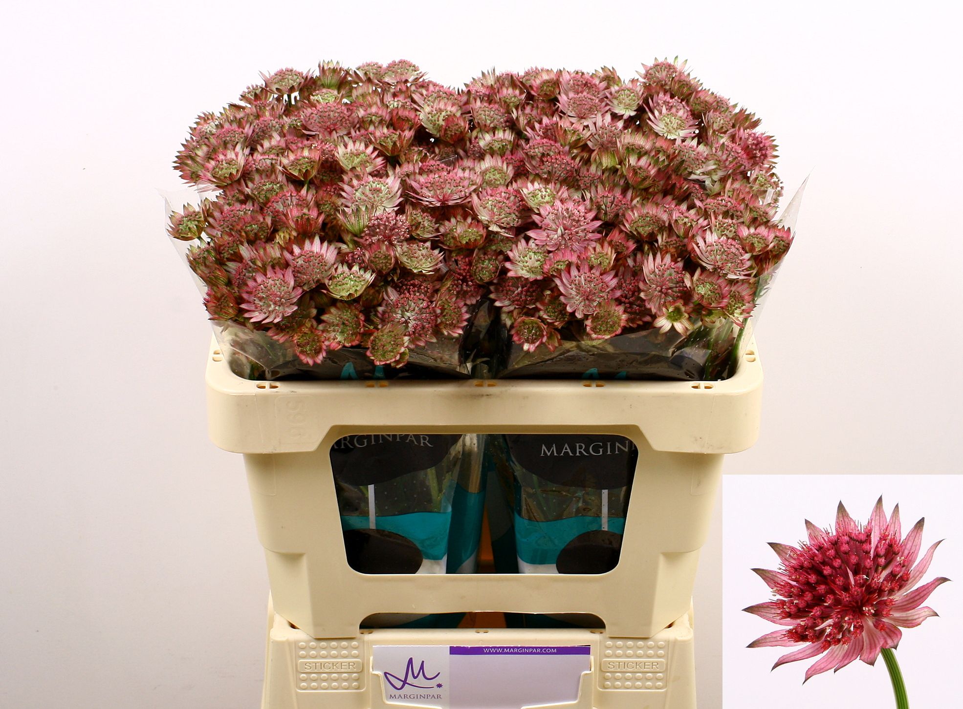 Astrantia Major Roma 50cm