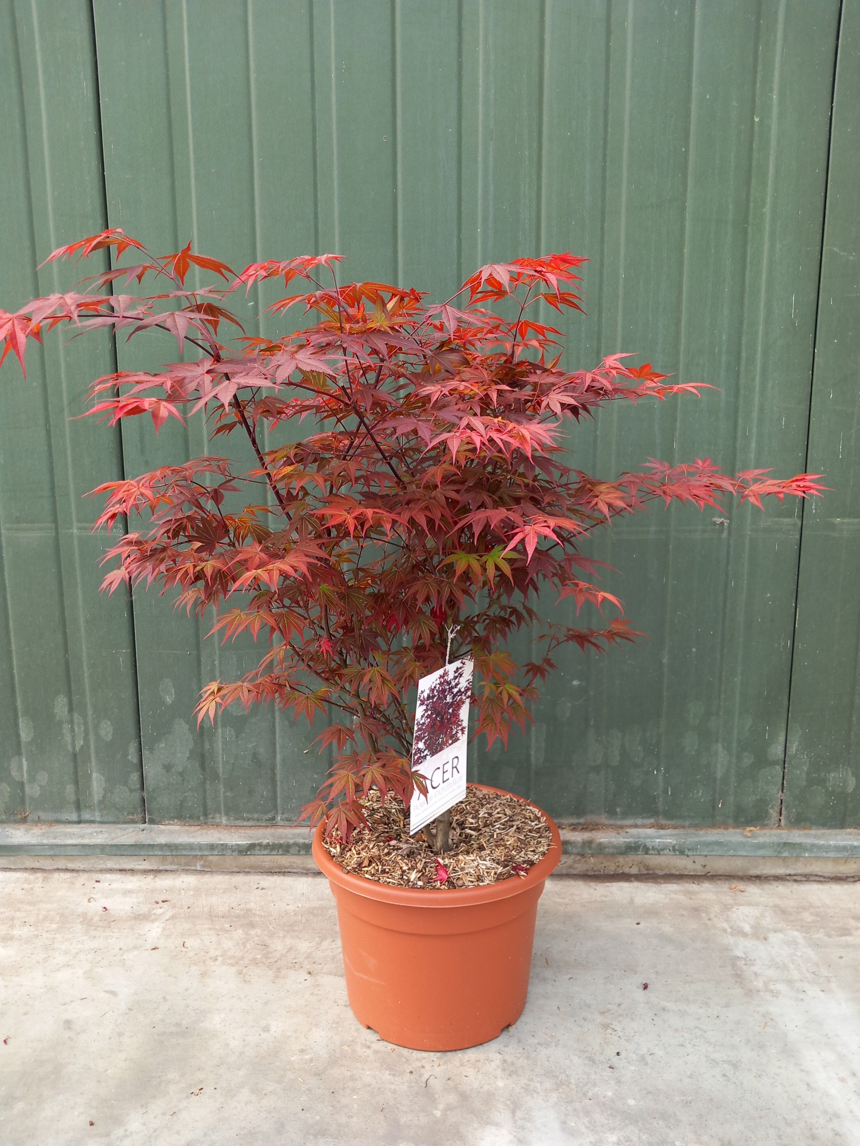 Picture of Acer palmatum Atropurpureum