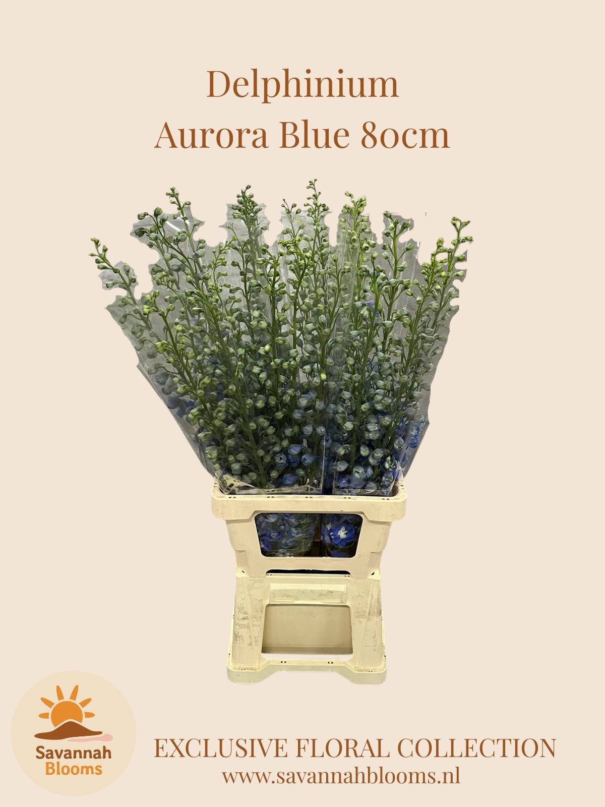 Delph Du Aurora Blue 80L.cm 23bloei