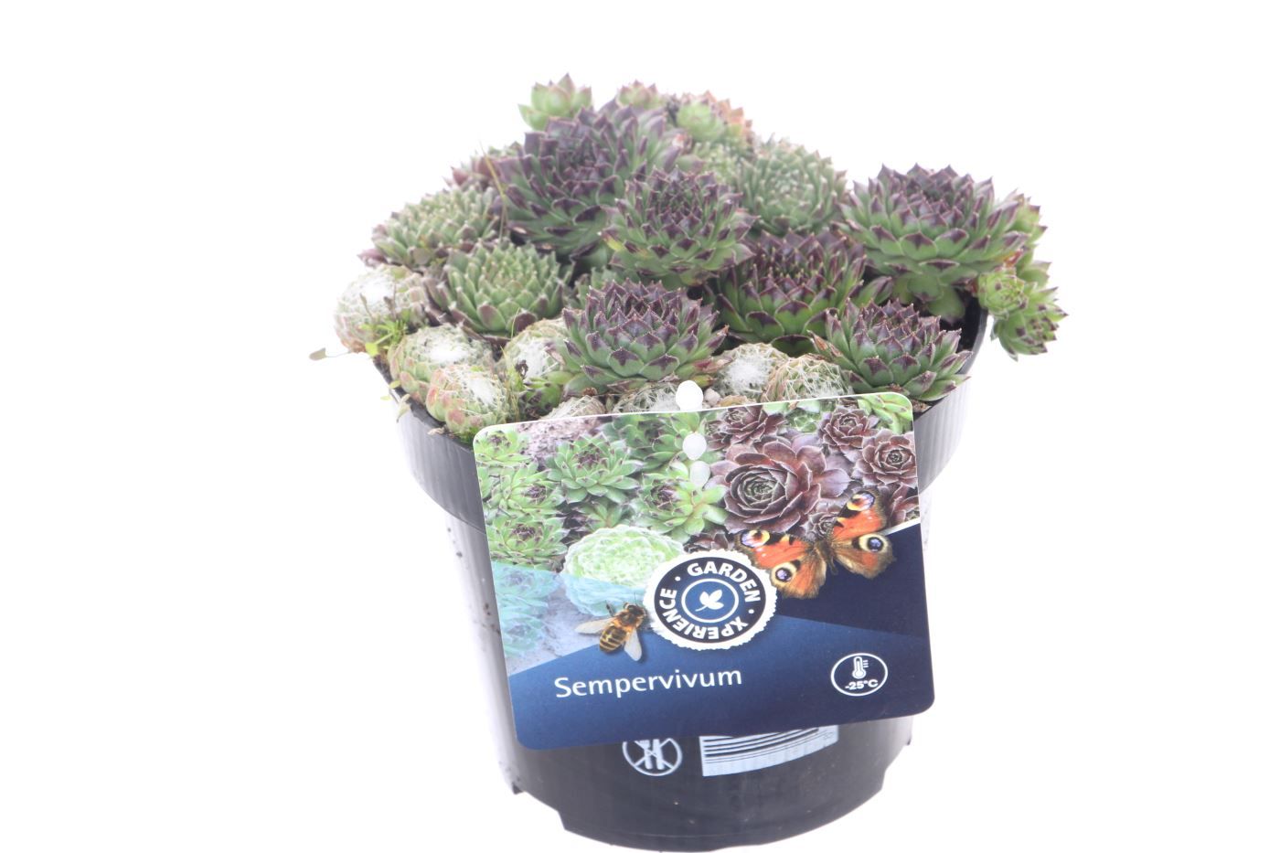 Sempervivum gemengd in de pot