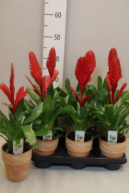 Bromelia Arrangem 6% 11Ø