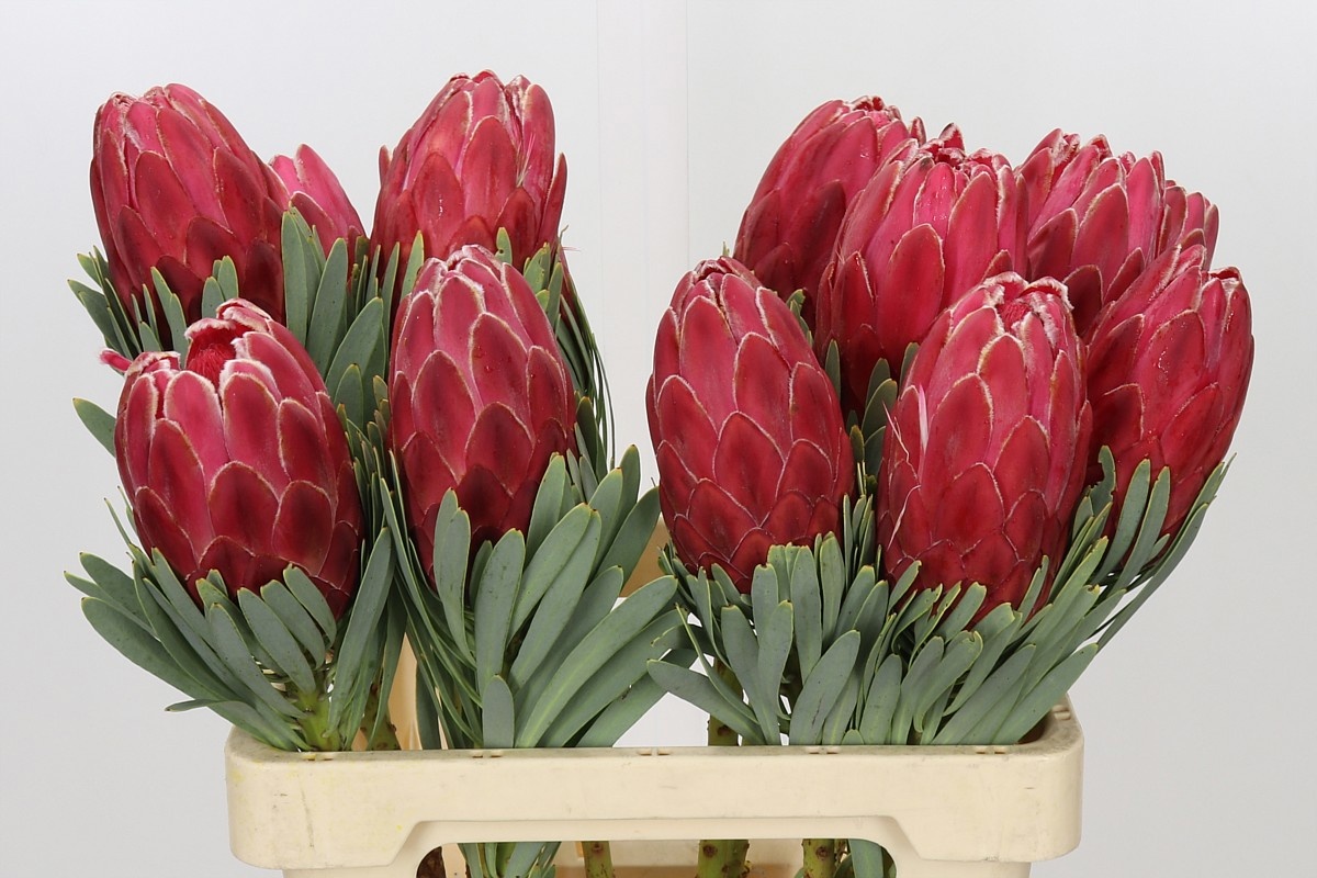 Protea Venus