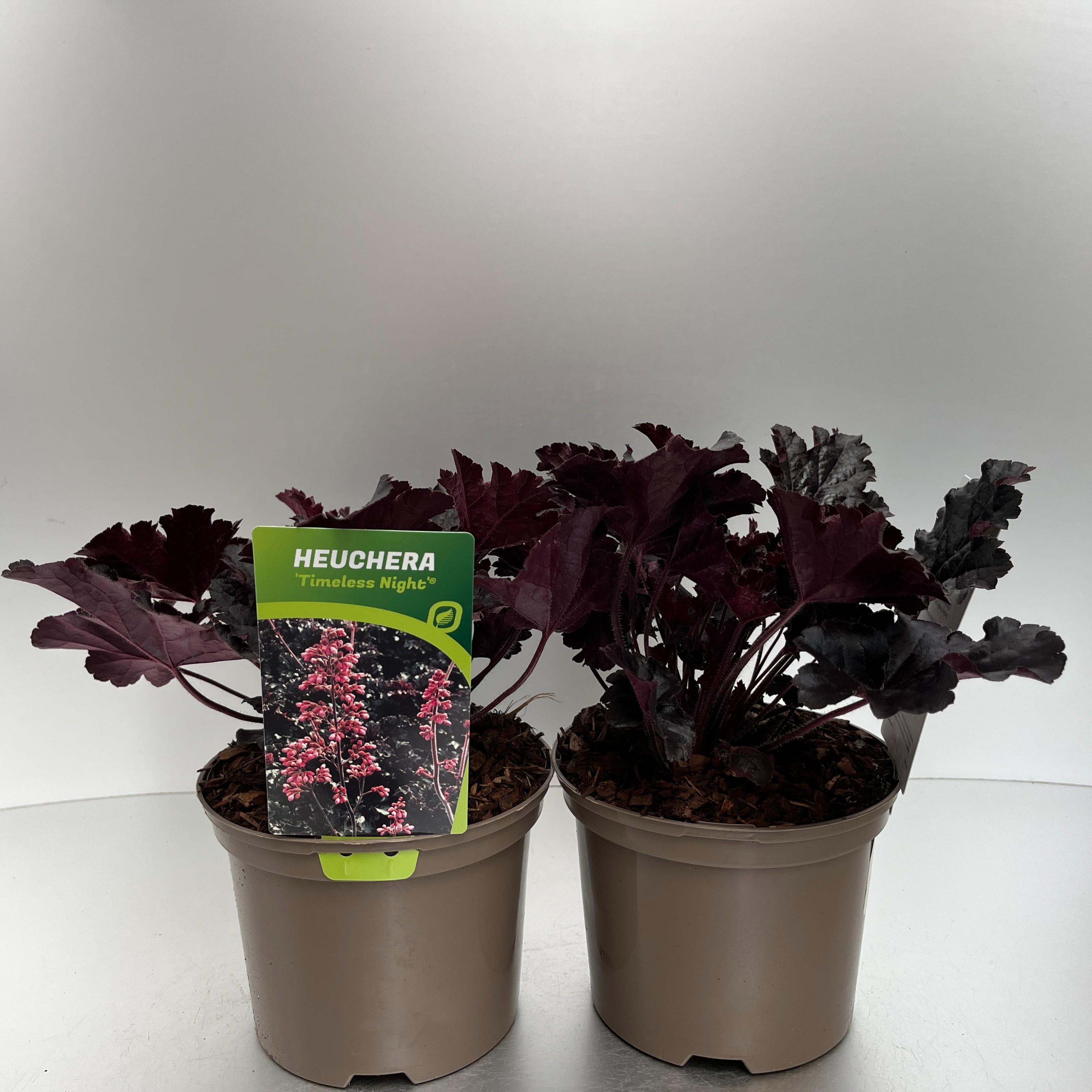 Picture of Heuchera Timeless Night P17 (2 Ltr)