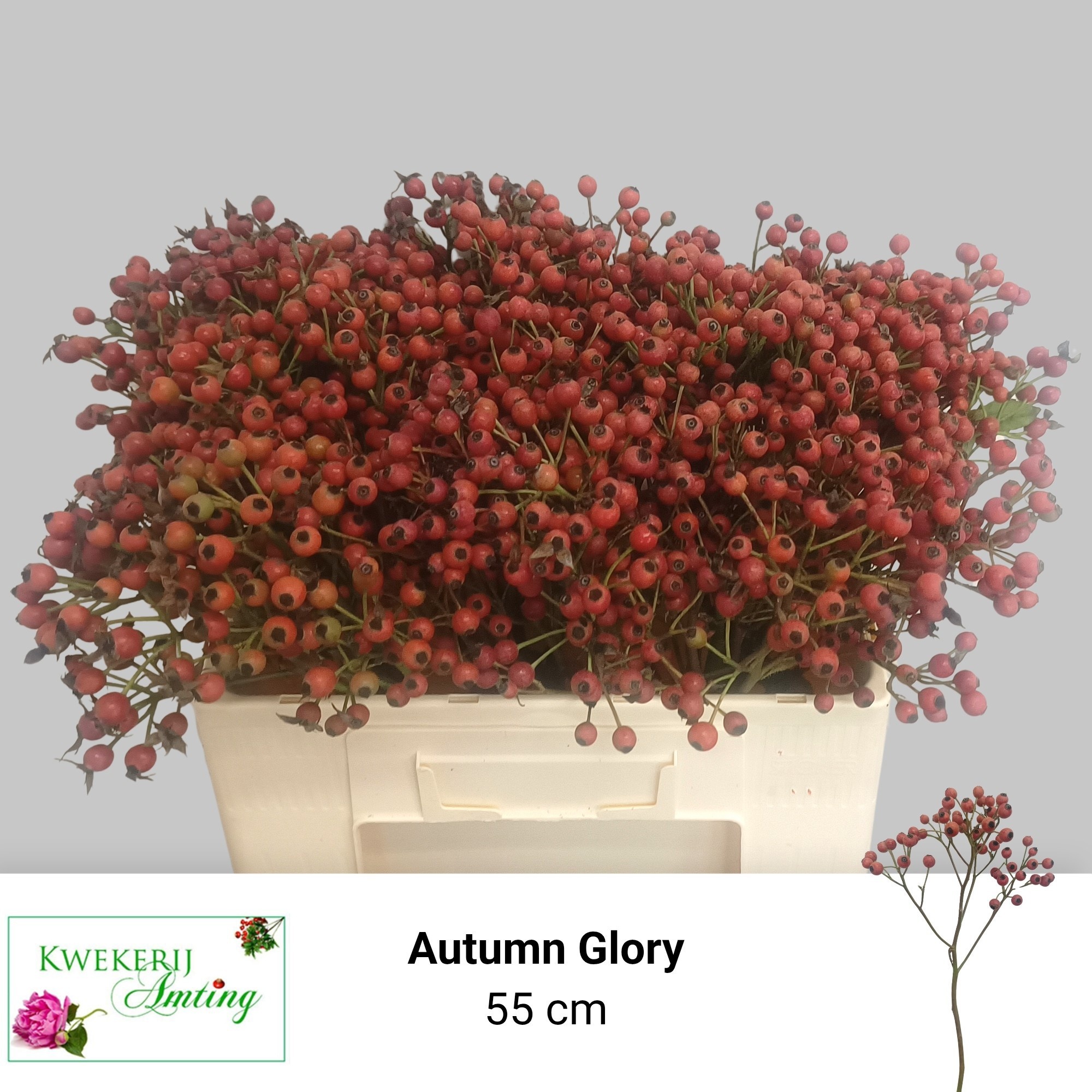 Rosa Mag Autum Glory 50cm