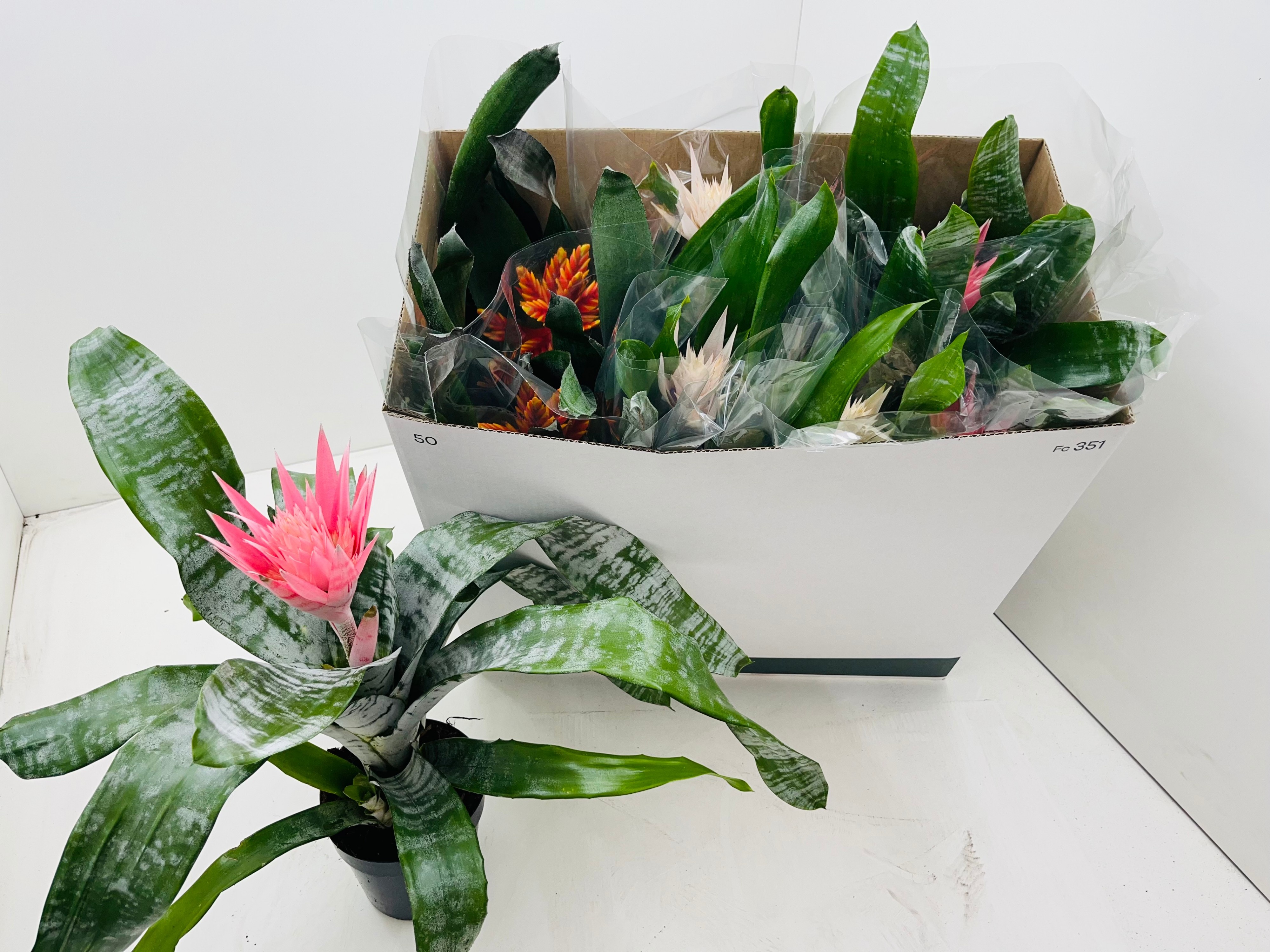 Aechmea gemengd - Kokerbromelia