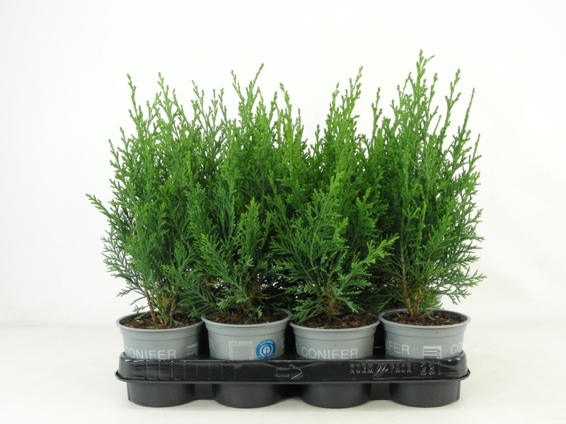 Picture of Chamaecyparis lawsoniana Robusta P11