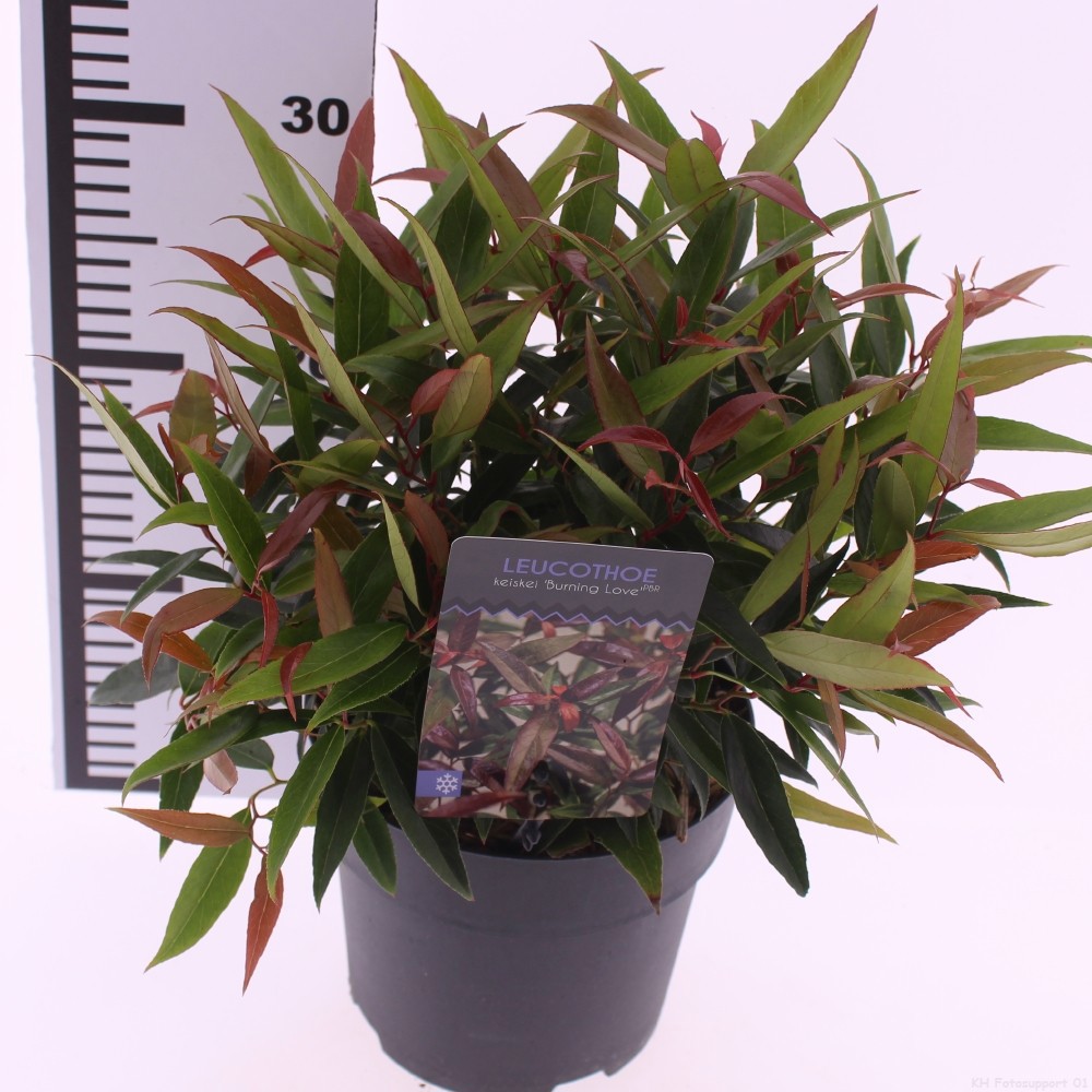 Picture of Leucothoe keiskei 'Burning Love'