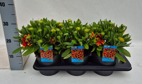 Gaillardia aristata Spintop Red star burst p17 Weet