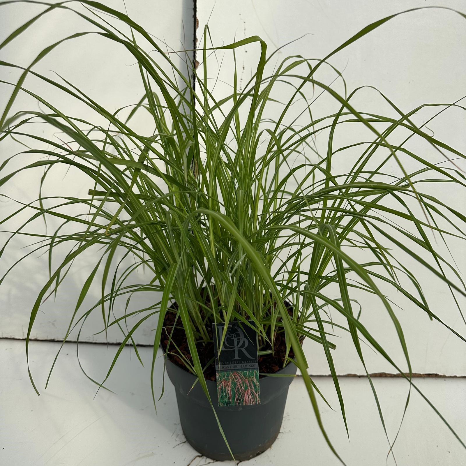 Picture of Miscanthus Flamingo P29 (10 Ltr)