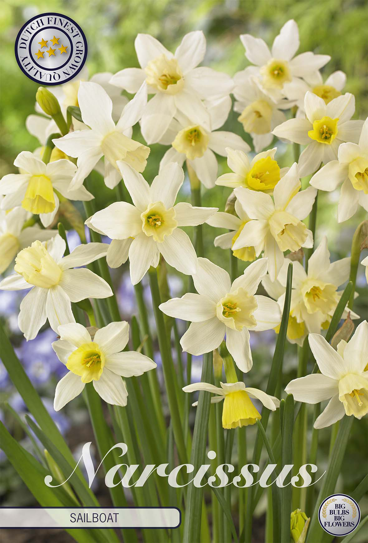 Narcissus Jonquilla Sailboat x10