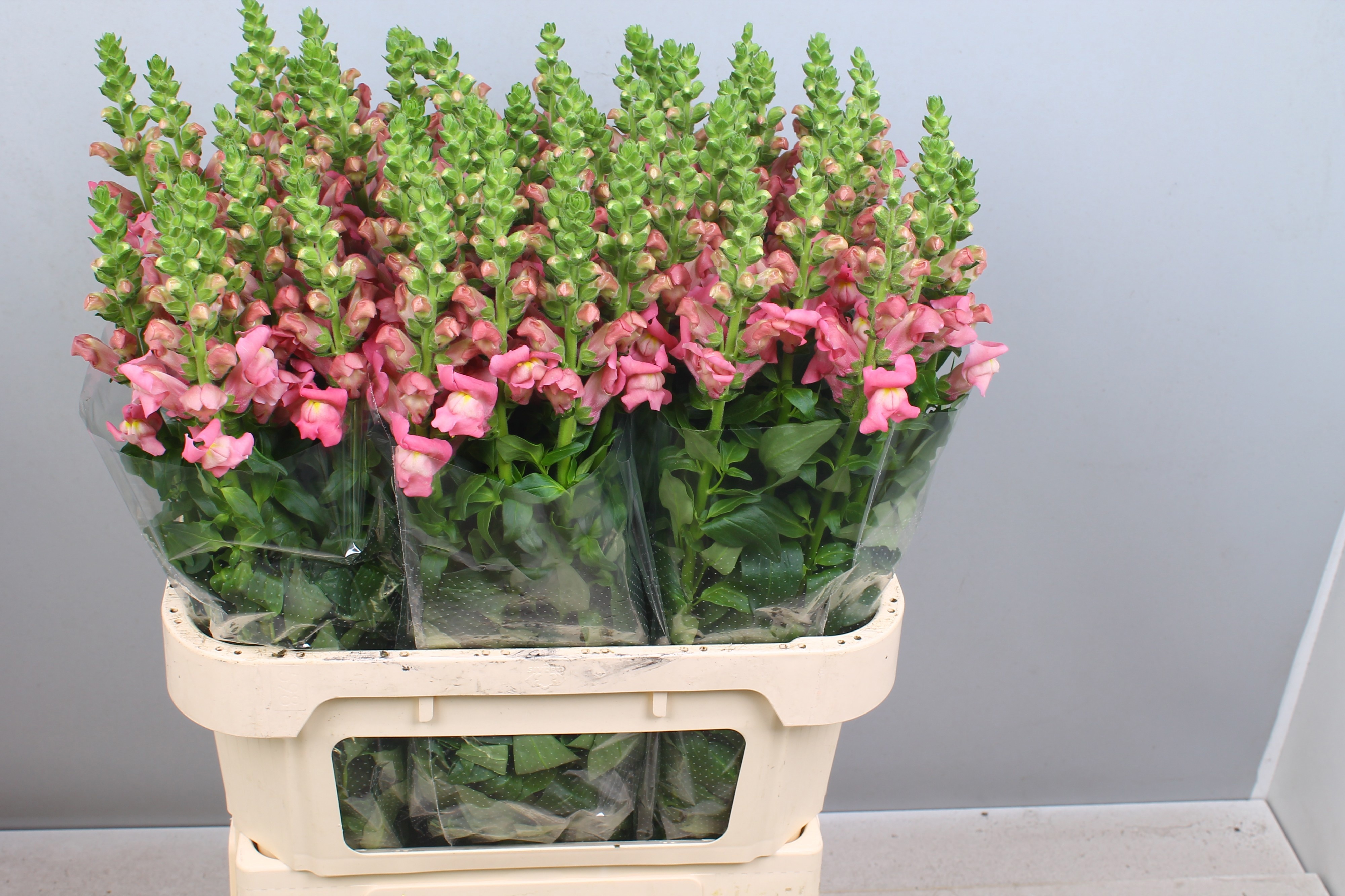 Antirrhinum Avignon Cool Pink 80cm