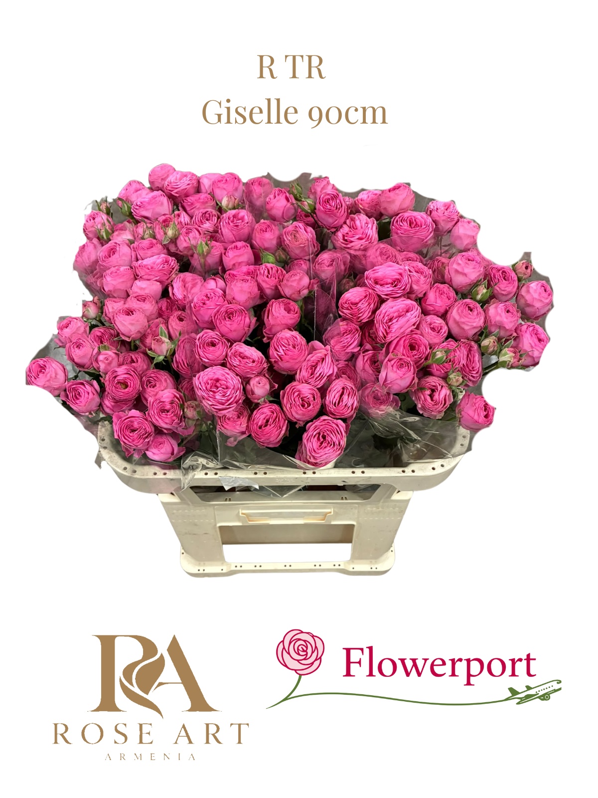 R Tr Giselle! 90L.cm 5+knop 23bloei