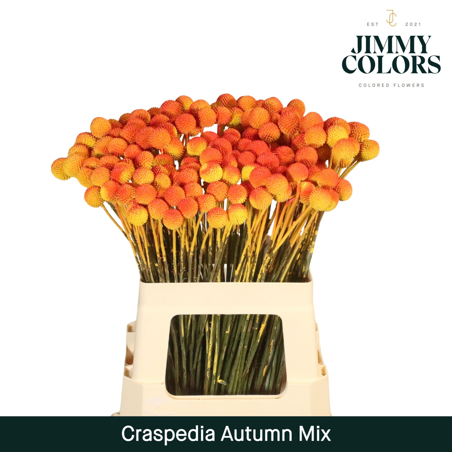Craspedia L70 Autumn Mix