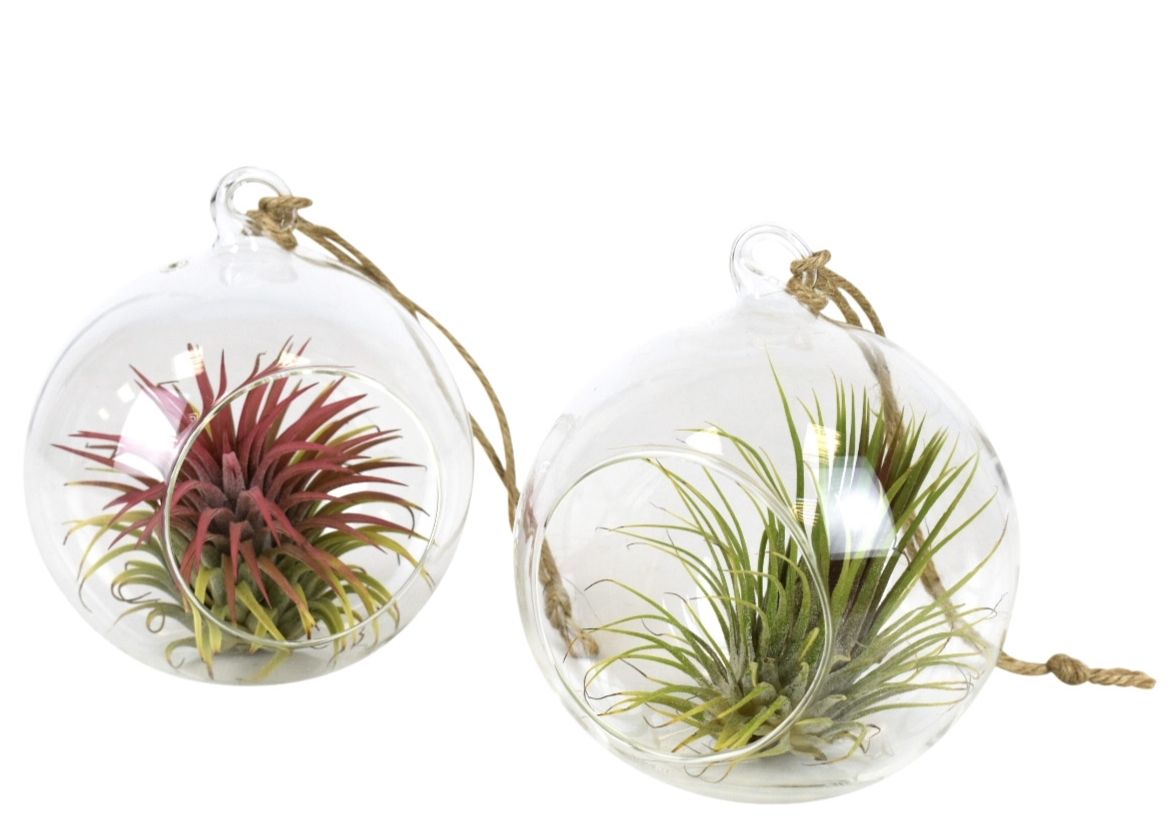 Arr Tillandsia 13P 13H 11bloei