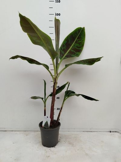 Musa Dwarf Cavendish C2