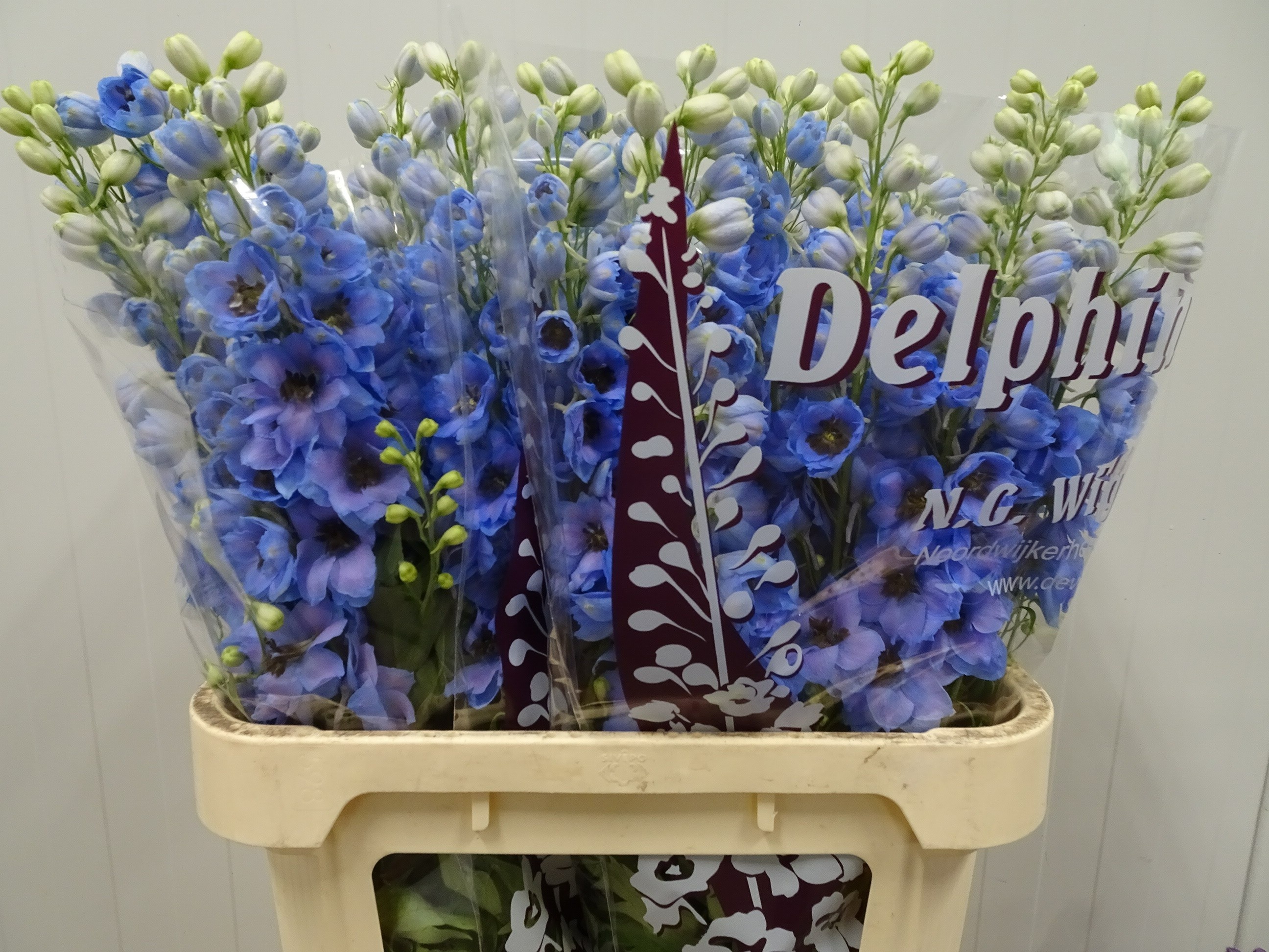 Delph Du Dew Azul
