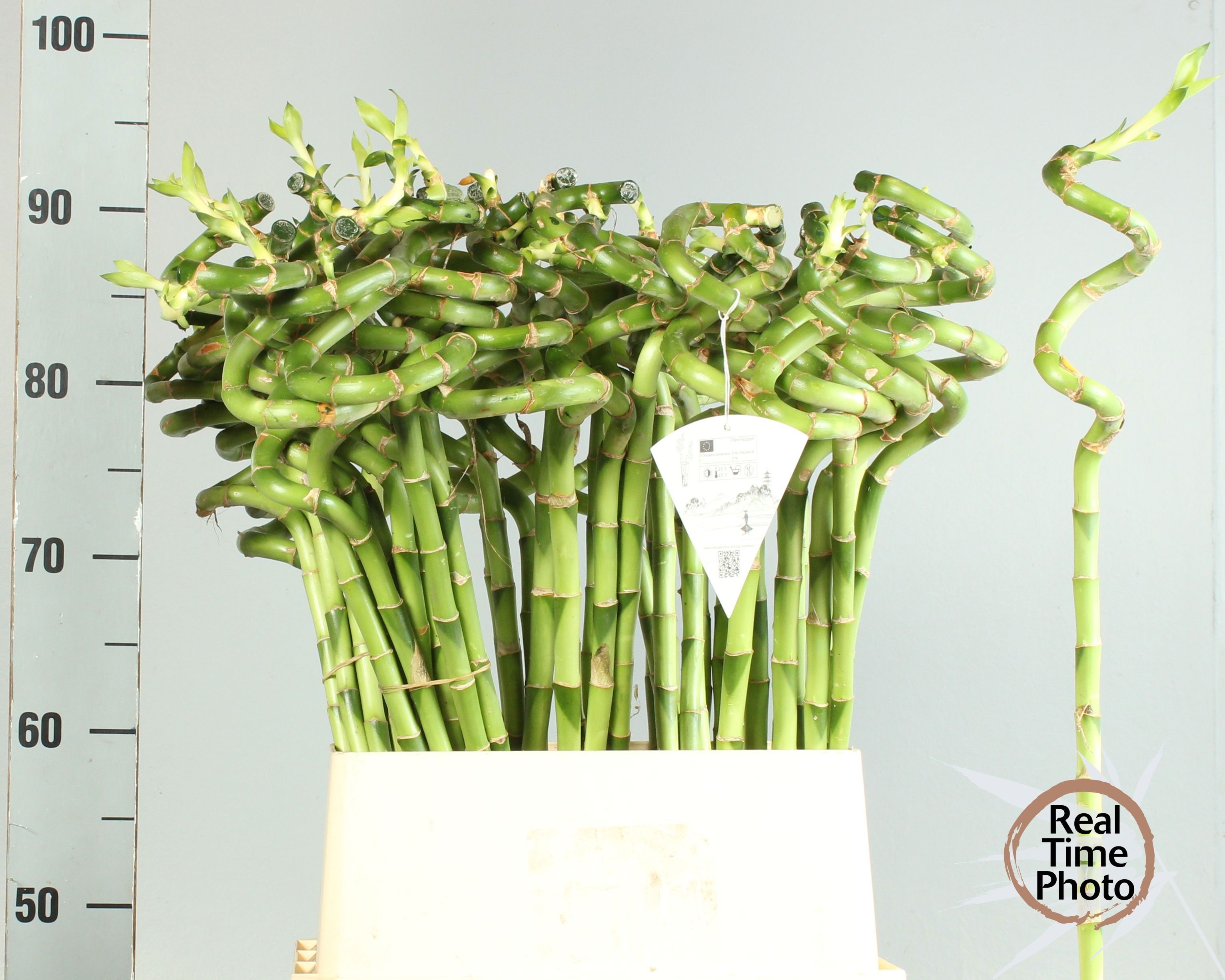 Drac S Lucky Bamboo