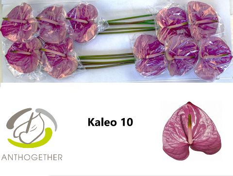 Anth A Kaleo
