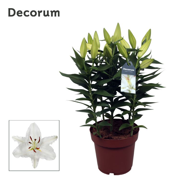 Picture of Lilium Oriental Oxygen 5PP P19 50CM