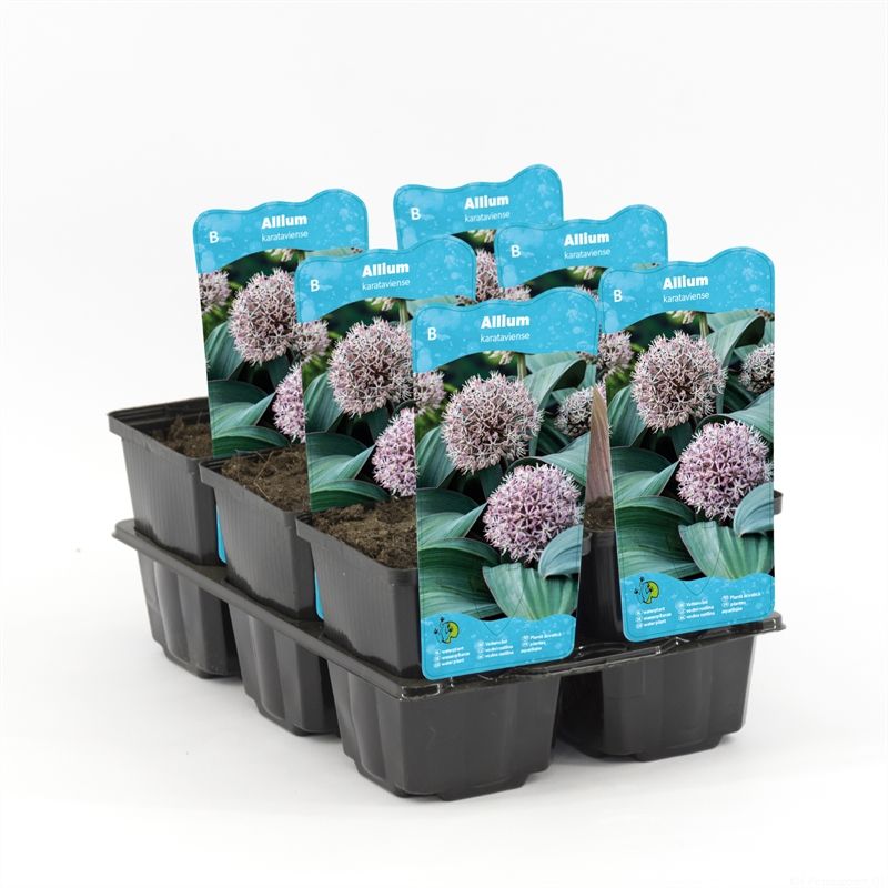 Allium karataviese