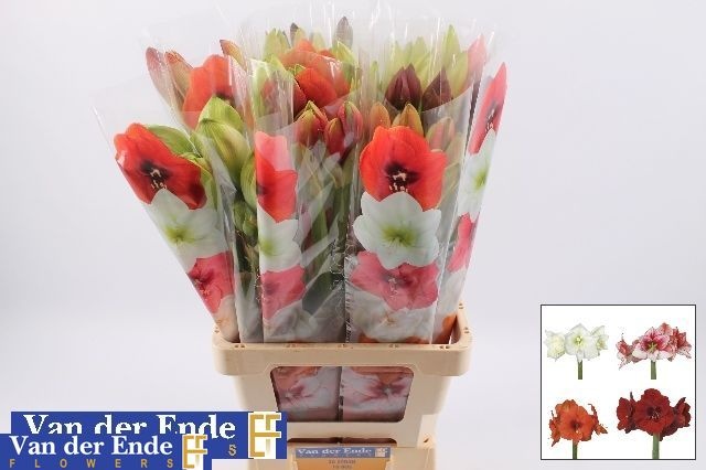 Hippeastrum Mixed 2/4bl
