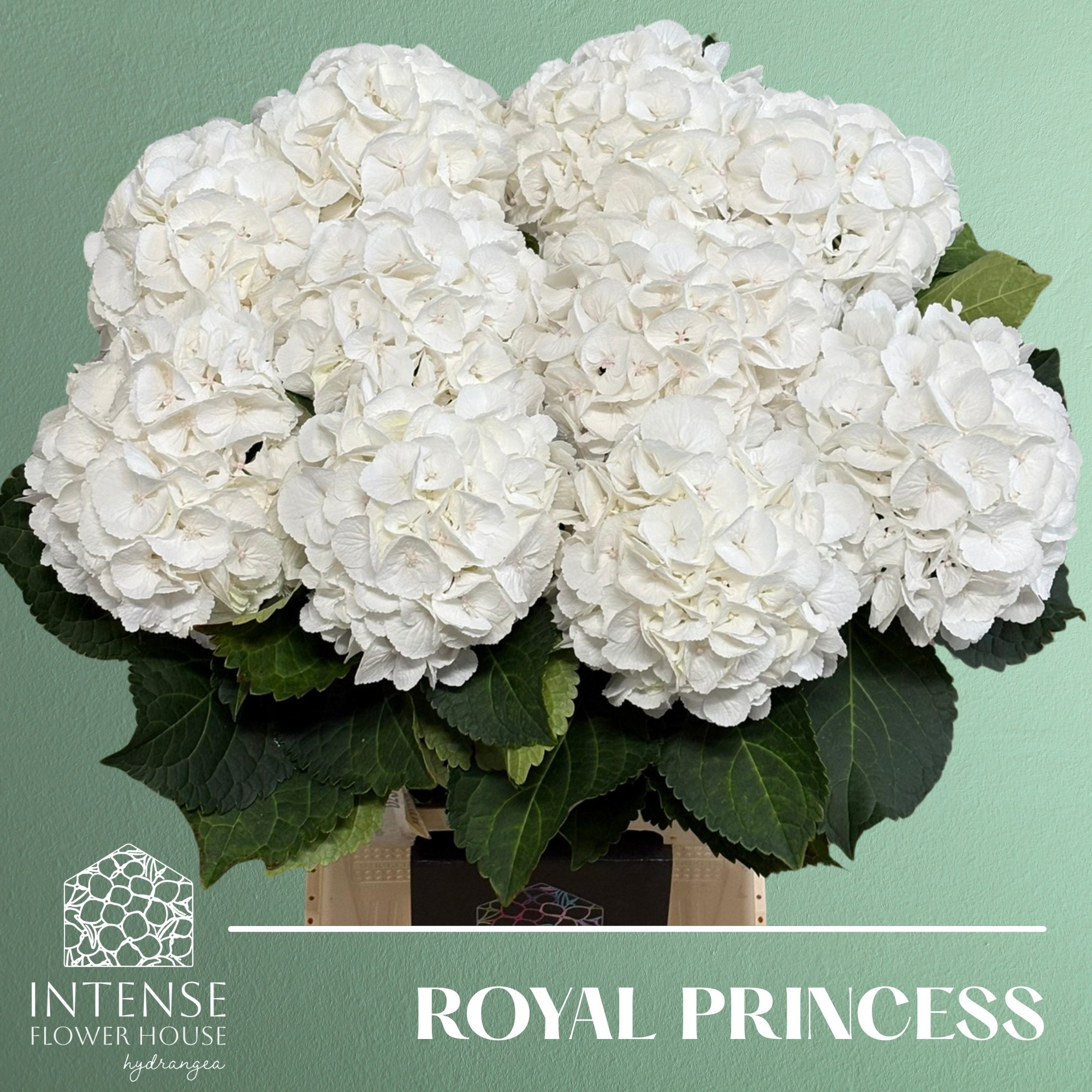 Hydrangea Royal Princess 60cm 17Ø