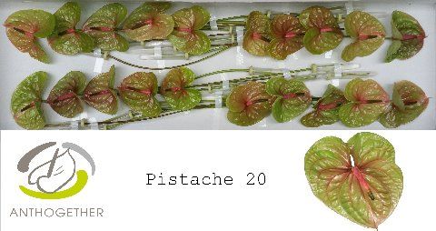Anth A Pistache