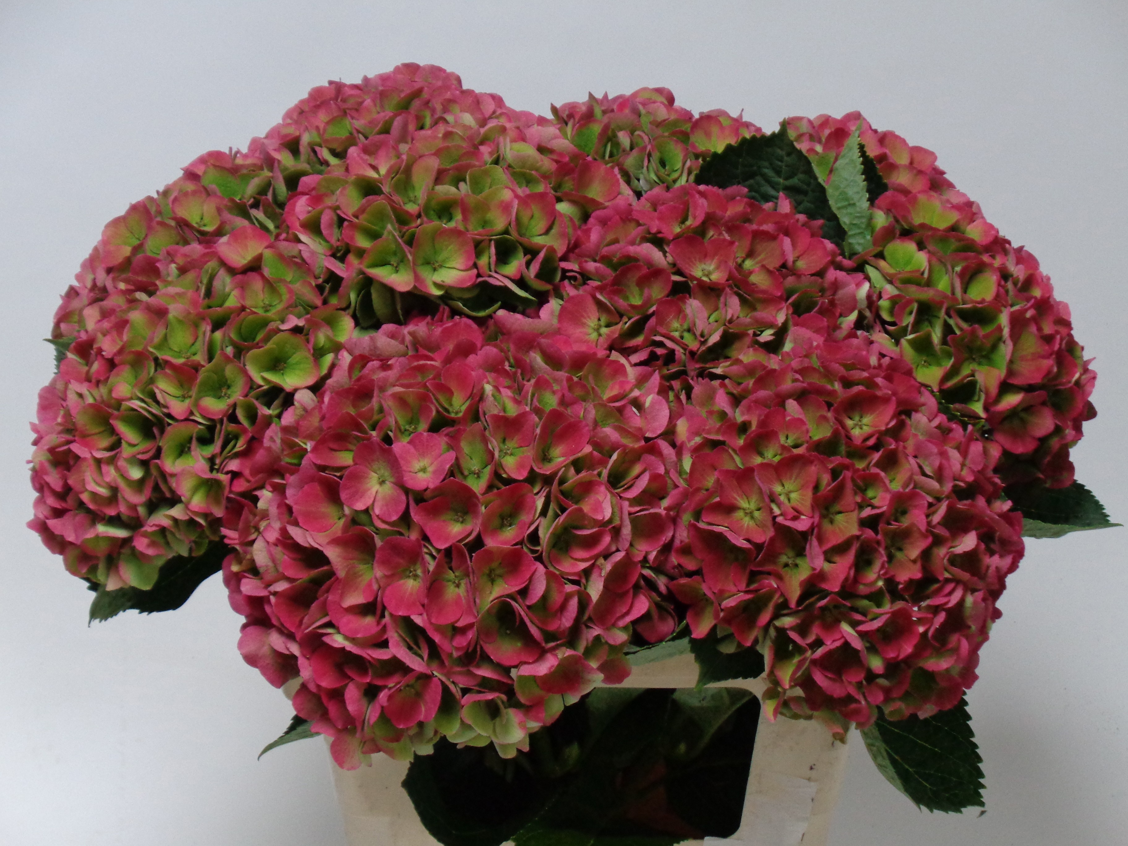 Hydrangea Opal Clas Pink 60cm 20Ø