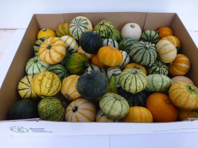 Cucurbita - Overig sierfruit
