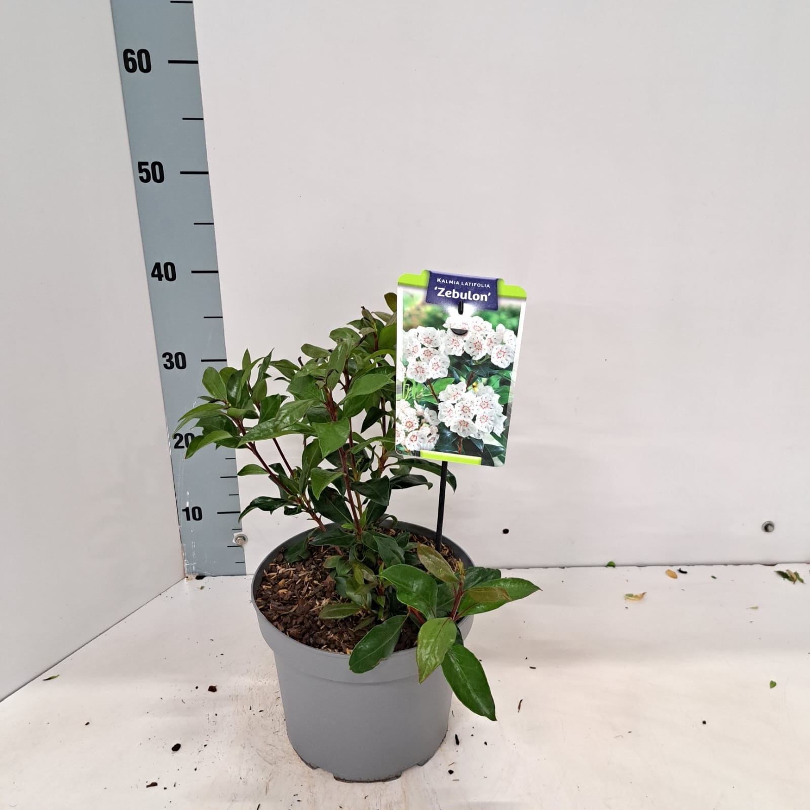 Kalmia latifolia 'Zebulon'