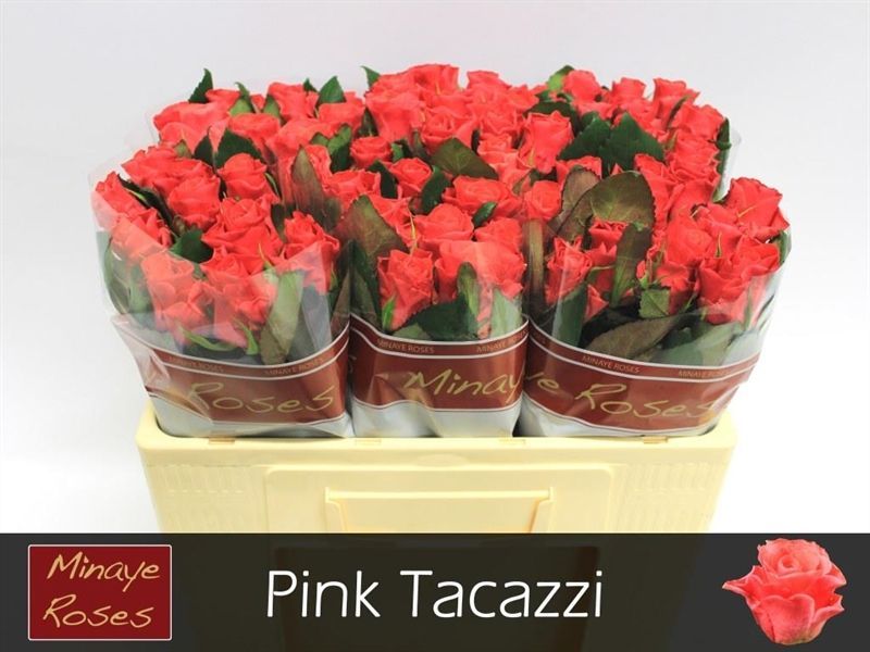 R Gr Pink Tacazzi+