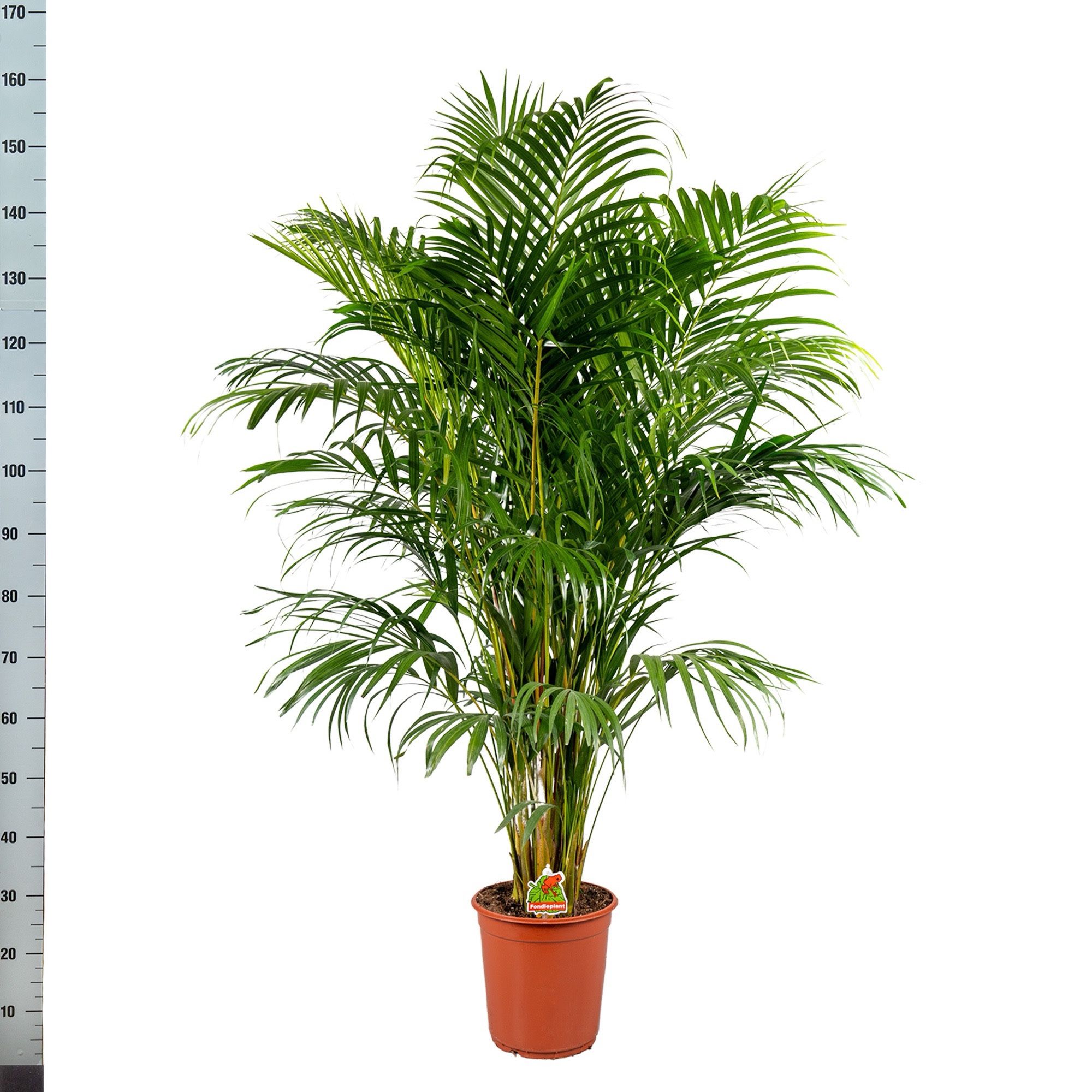 Dypsis Lutescens 24P 150H 25stek